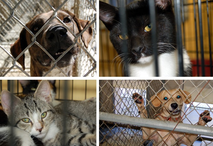 Animal Shelter collage